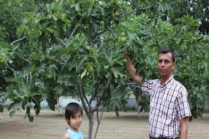 Aydın İnciri Ermeye Başladı