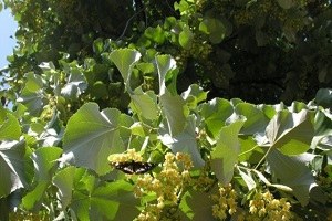 Bursa ya 55 Bin Adet Ihlamur Fidanı