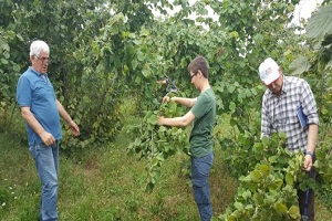 Fındıkta Rekolte Tespit Çalışmalarına Başlandı