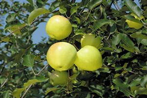 Kavak da Elma Yetiştiriciliği