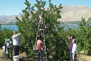 Malatya da Kayısı Hasadı Başladı