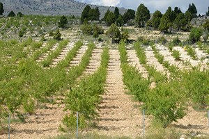 Mersin de 5 Yılda 688 Bin Yabani Zeytin Aşılanacak