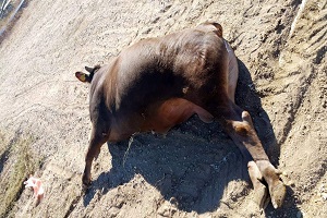 Şarbon Hastalığı Meclise Taşındı