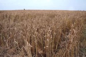 Trakya da Buğday Hasadı Başladı