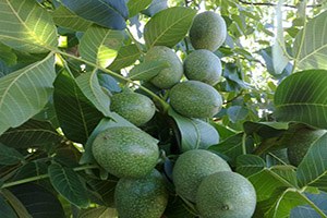 Akseki de Ceviz Yetiştiriciliği Kursu Açıldı