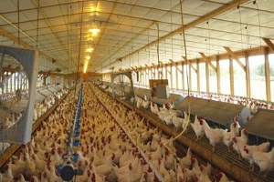 Tavuk Yumurtası Üretimi Nisan da Azaldı