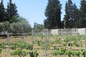 Aydın da Bodur İncir Üretimi Denemeleri Başladı