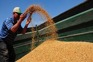 Çukurova da Buğday Hasadının Ardından Gözler TMO ya Çevrildi