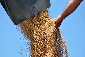 Dalaman da Buğday Hasadı Tamamlandı