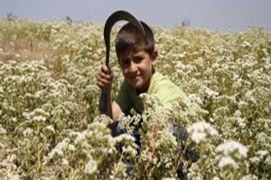 Dünyanın Kekik İhtiyacını Denizli Karşılıyor