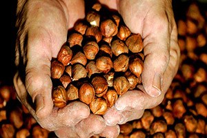 Fındık Destek Ödemeleri Yarın Başlıyor