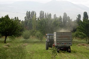 Muş ta Ot Hasadı Erken Başladı