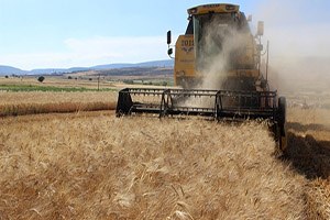 Tahılda Kuraklık Sonrası Hasat Mevsimi