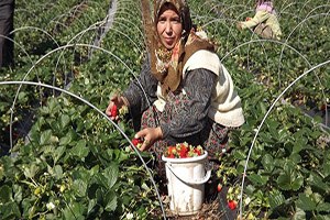 Yalova daki Çilek Hasadının Yüzde 40 ı Tamamlandı