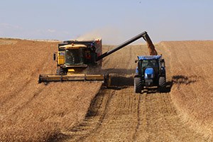 Adana da Buğday Hasadı Tamamlandı