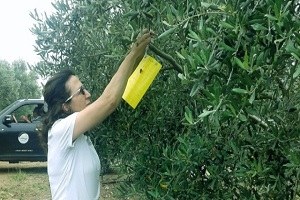 Aydın da Zeytin Sineği Popülasyon Takibi Başladı