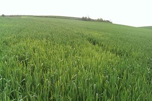 Üretici De Tedarikci De Buğdaydan Memnun