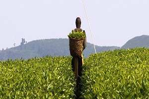 Türkiye Afrika dan Tarım Arazisi Kiralayacak