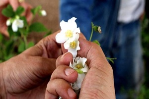 Burdur da Ada Çayı Balı Üretiliyor