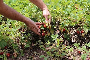Dolu Yağışı Çilek Tarlalarını Vurdu