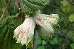 Külleme Hastalığı Fındıkta Kayıplara Yol Açıyor