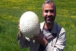 Futbol Topu Büyüklüğündeki Mantar Şaşırttı