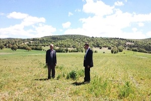 Hisarcık ta Hububat Ekili Alanlarda Virüs Alarmı