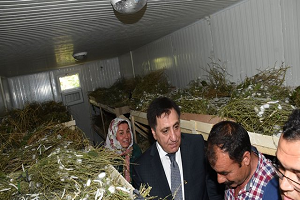 İpek Böcekçiliği Hilvan da Geçim Kaynağı Oldu