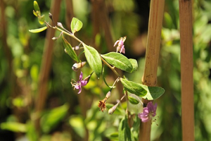 Mutluluk Meyvesi Van da Üretilecek