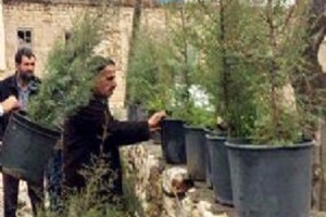 Vatandaşa Ücretsiz Fidan