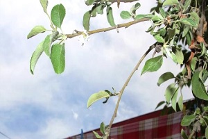 Zamansız Açan Çiçek Görenleri Şaşırttı