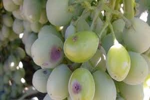 Bağ Salkım Güvesi Zararlısı ve Külleme Hastalığına Karşı Uyarı