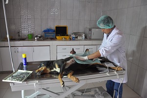 Can Dostlara Hizmet Devam Ediyor