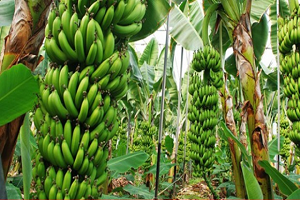 Çilek Diyarında Muz Seraları Yükseliyor