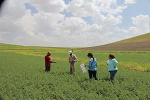 Yozgat ta Mikrobiyal Gübre İle Ekimi Yapılan Nohut Tarlası İncelendi