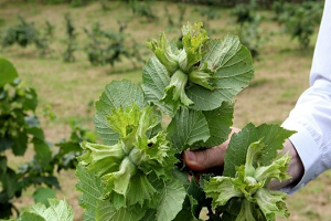 Örnek Bahçelerde Dalları Fındık Bastı