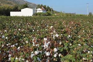 Terör Batıdaki Tarımı da Vurdu