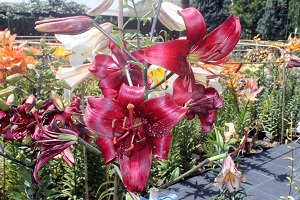 Zambak Günleri Başladı