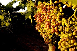 Afrika Sıcakları Üzüm Üreticilerini Vurdu