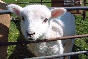 Et Açığı Küçükbaş İle Kapanabilir