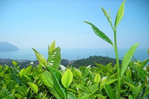 İzmirli Üreticilere 52 Milyonluk Destekleme Primi