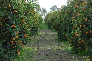 Narenciye Üreticisinin Rusya Tedirginliği Artıyor