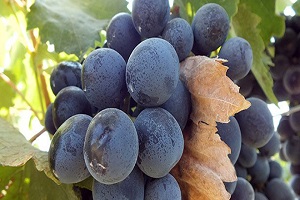 Üzümde Verim ve Kalite Endişesi