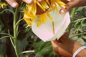 Demonstrasyon Ayçiçeği Denemesi