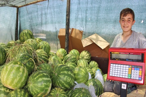 Karpuz Bu Yıl Herkesi Mutlu Ediyor