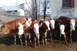 Ege de Çok Sayıda Hayvan Telef Edildi