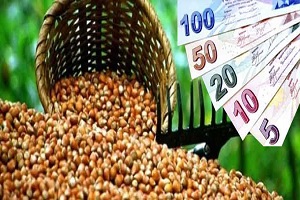 Samsun a 65 Milyon Liralık Fındık Desteği