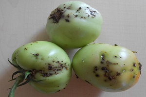 Domates Güvesi nin Aktif Dönemi Başladı