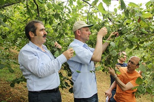 Trabzon da Da Fındık Rekoltesi Belirleniyor