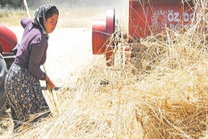 Krizle Uğraşan Çiftçiye Bir Darbe Daha